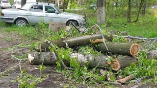 Рязанцам объяснили вырубку тополей в Соколовке