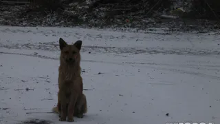 Рязанцы разыскивают водителя, целенаправленно сбившего щенка