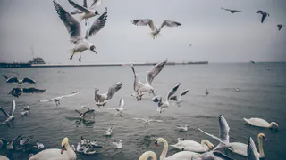 Почему охотники не едят лебедя, хотя там много мяса. Гусей же едят: Рассказываем, что не так с этой птицей