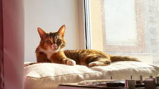 Голосуйте! Лучшие котики Рязани борются за победу в конкурсе