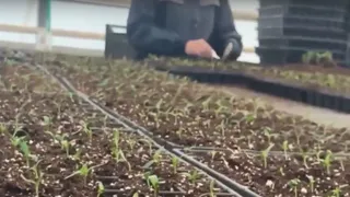 Во Владимирском тепличном комплексе начали готовить рассаду к озеленению города