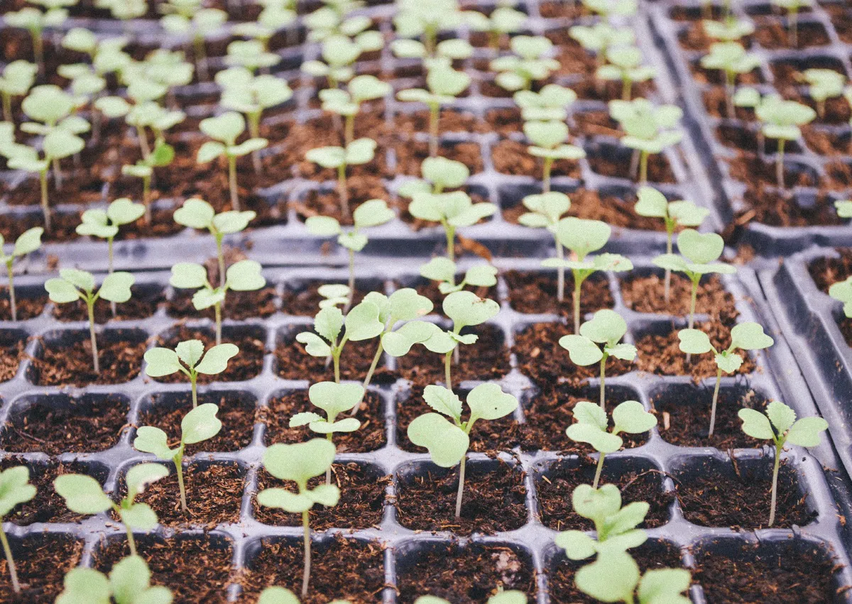 Семена взойдут разом и в 2 раза быстрее: нет химии и прочих токсичных препаратов