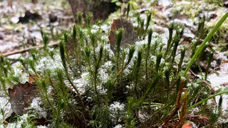 Приход зимы в Чувашии откладывается на неопределенный срок