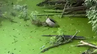 В столице Чувашии обнаружили крупную несанкционированную свалку у реки Кайбулка