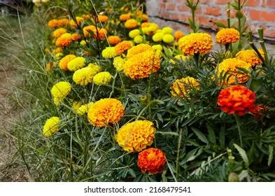 Назван цветок, который избавит дачу или огород практически от всех паразитов