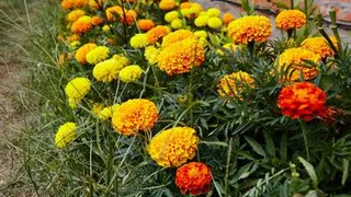 Назван цветок, который избавит дачу или огород практически от всех паразитов