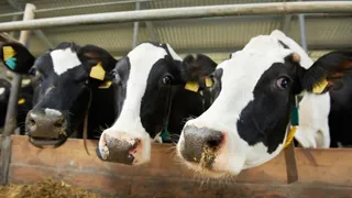 Ежедневно: в Нижнекамском районе производят 99,5 тонн молока