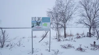 Ученые Коми в заказнике "Дзервад" подтвердили гипотезу о проживании северных оленей