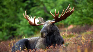 В Спасском районе 40-летний мужчина подозревается в незаконном отстреле двух лосей