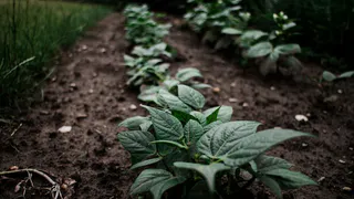 Как получить богатый урожай картофеля с маленького огорода: советы по посадке и уходу