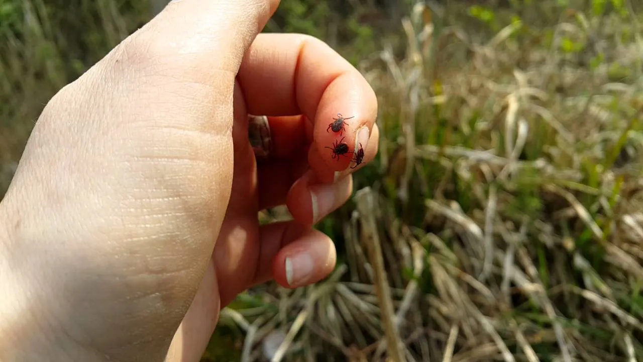 Сезон клещей в Нижнекамске открыт