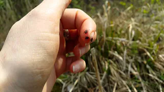 Сезон клещей в Нижнекамске открыт