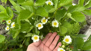 Что нужно клубнике во время цветения: вот 3 подкормки для крупных медовых ягод – урожай раздавать будете