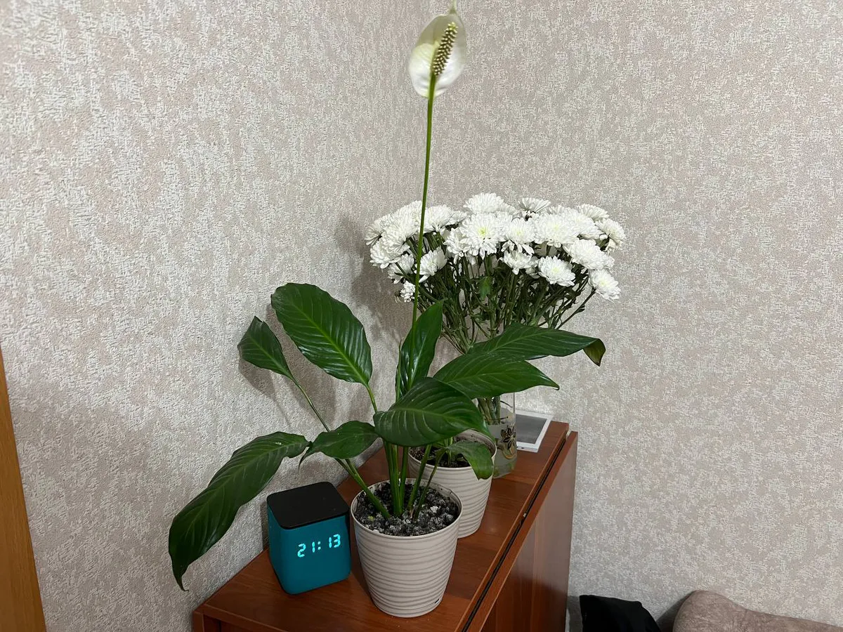 Тайный сигнал, который подает вам «Женское счастье». Если его листья желтеют — он плачет о помощи