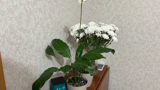 Тайный сигнал, который подает вам «Женское счастье». Если его листья желтеют — он плачет о помощи