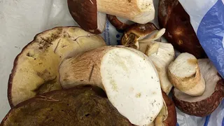 На Таганае в Челябинской области появились первые грибные культуры