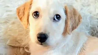 Место проживания- дом: животные из рязанских приютов ждут своих любящих хозяев