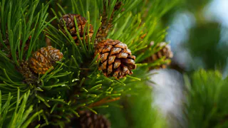 В Коми на кроликах и крысах испытают добавку из зелени сосны