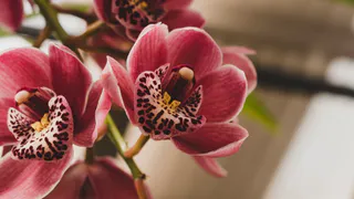 Лишила орхидею любимой «теплицы» на подоконнике — а цветку только того и надо: старый «ждун» воскрес, глаз не оторвать