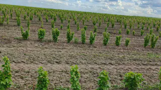 В Суздальском районе высадили 60 гектаров смородины