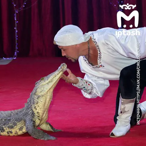 Обман не удался: администрация Нижнекамска разоблачила обманщиков и отменила цирковое представление