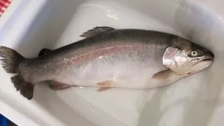 Свежая форель прямиком из Карелии: от вылова до вашего стола - не более 30 часов