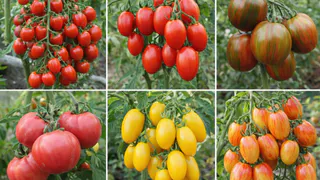 Высокоурожайные томаты для долгого плодоношения – 6 сортов, которые дают урожай до заморозков