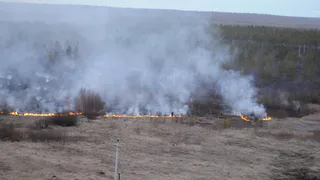 Никакого шашлыка: мэрия напоминает, что леса запрещено посещать