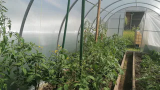 Два компонента — и растения на даче не будут нуждаться в питании до осени: кусты провиснут от количества плодов