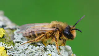 Укус пчелы в глаз убил российского пенсионера