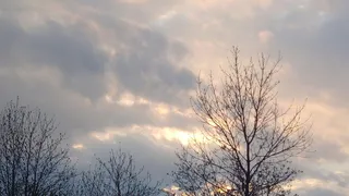 14 ноября в Рязанской области ожидается дождь и +7