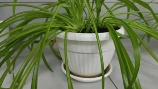 Крошу в горшок — и герань как подменили: листья не желтеют, а бутоны лезут даже на молодых черенках