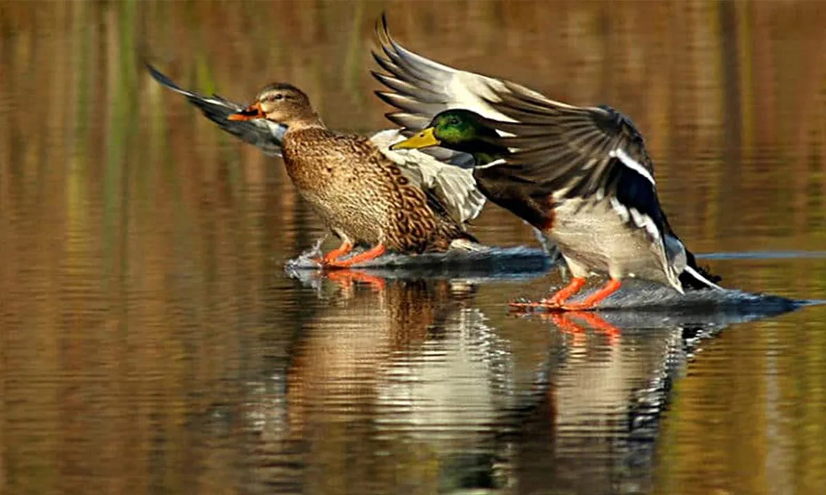 Когда откроется сезон охоты на пернатых во Владимирской области?