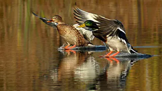 Во Владимирской области стартует охотничий сезон