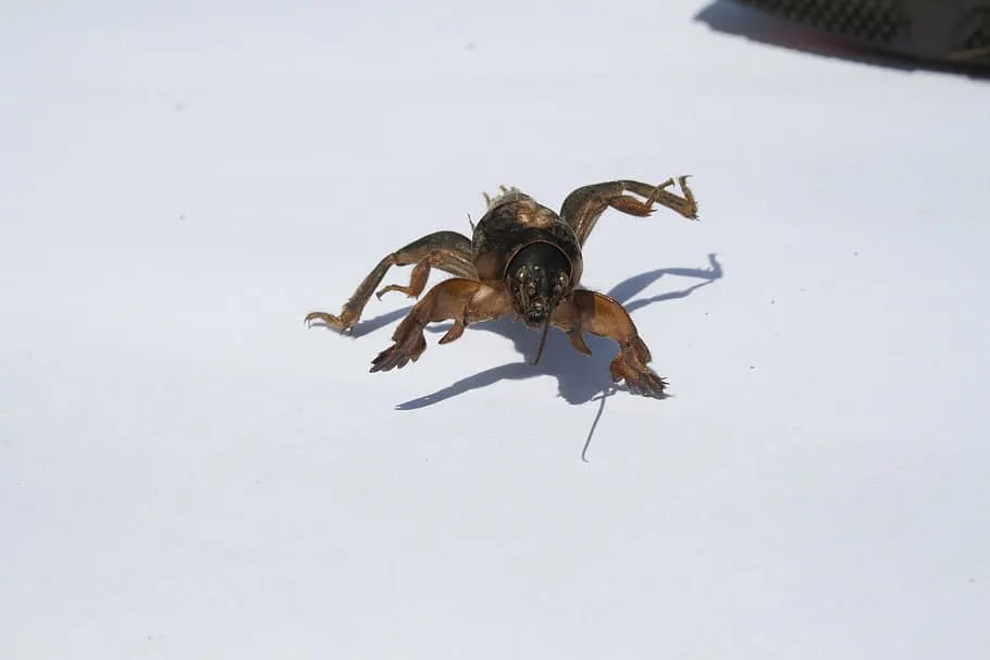 Ловушка для медведки: огородный монстр исчезнет навсегда после этого снадобья