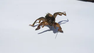 Ловушка для медведки: огородный монстр исчезнет навсегда после этого снадобья