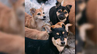 Под Рязанью мужчина живет в сгоревшем доме с пятнадцатью собаками