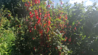 Решила посадить эту ягоду вместо малины — пляшу от счастья: не захватывает весь сад, ягоды похожи, а урожай льется рекой