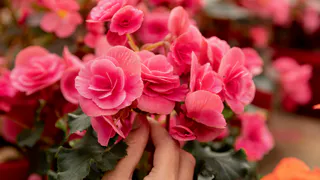 Сеем в январе — к маю получите букеты пышнее петунии: ампельная «королева» растет быстро и цветет годами