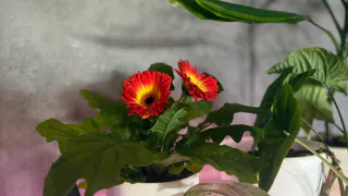 10 цветов, которых не должно быть в вашем доме - избавьтесь от них раз и навсегда