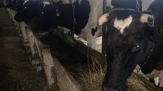 В Коми фермеру назначили новое наказание после гибели коров