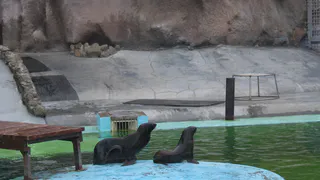 Казанский зооботсад сообщил о новом графике с 16 марта