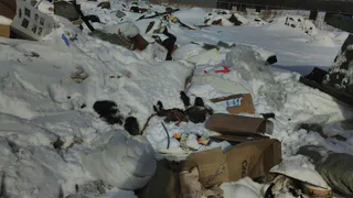 В Татарстане среди мусора обнаружили трупы убитых животных