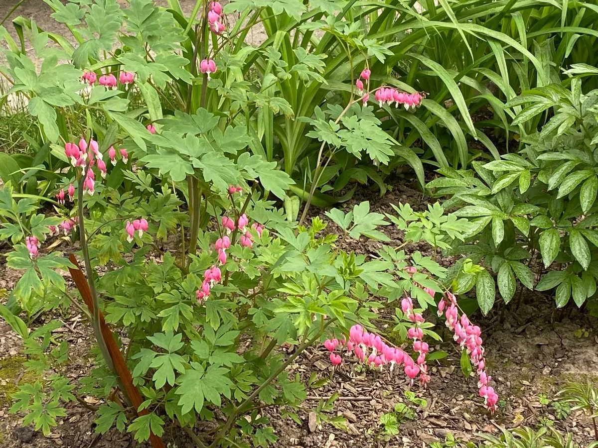 7 многолетников для ленивого цветника, который будет радовать яркими цветами без передышки до заморозков: посадили и забыли