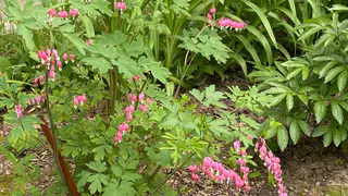 7 многолетников для ленивого цветника, который будет радовать яркими цветами без передышки до заморозков: посадили и забыли