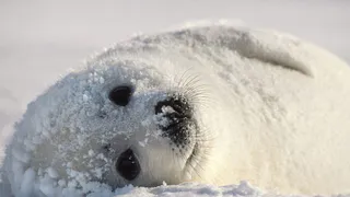 Погода в Нижнекамске: ясно и морозно