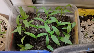 Не рассада, а крепкие «дубки»: вот чем надо поливать перцы и томаты —через 3 дня растения станут мощными и здоровыми