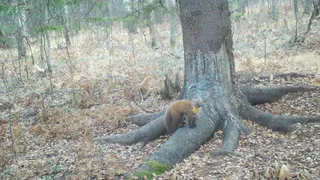 В рязанском Окском заповеднике заметили лесную куницу у чесалки для кабанов