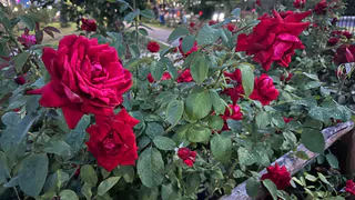 Размножаю розы осенью без теплиц и подоконников. 6 проверенных  методов для открытого грунта