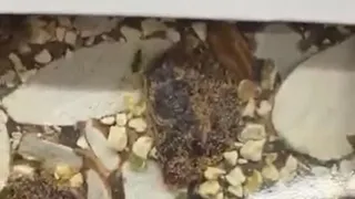 Таракана в шоколаде заметили в «Линии» в Брянске